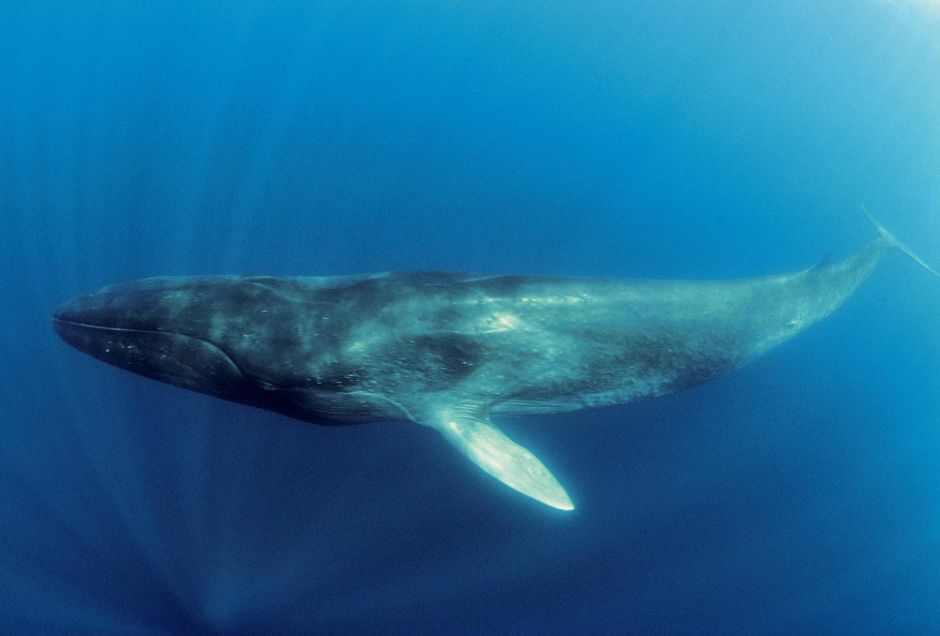 Balena